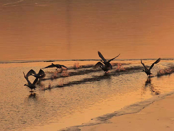 412MW！錦州陽(yáng)光獲國(guó)電投青海高效雙面組件訂單